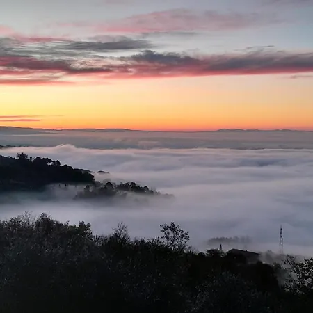 Il Cedro Massa e Cozzile