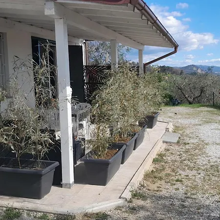 Il Cedro